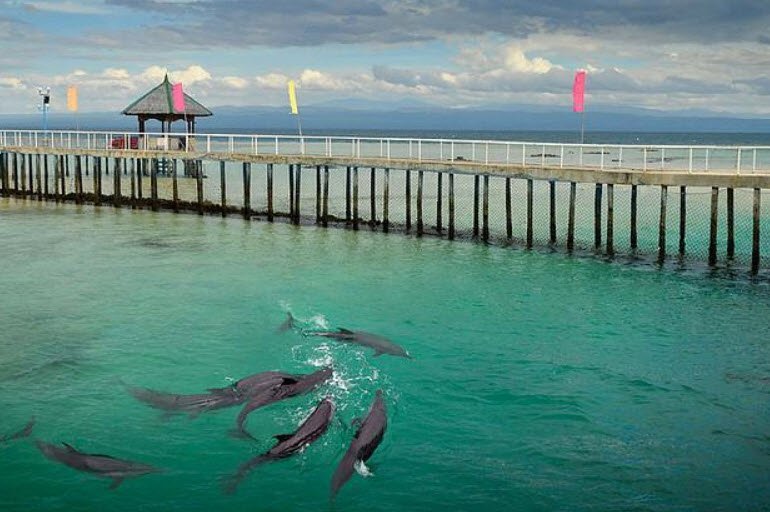 Dolphin Island, Philippines , Philippines